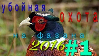 Убойная охота на фазана 2016(#1)!!!