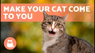 Meows to ATTRACT CATS 🐱🔊 (Sounds to Make Your Cat to Come to You)