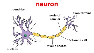 Types of Tissue Part 4: Nervous Tissue