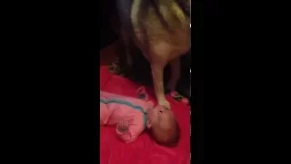 Baby laughs every time husky howls