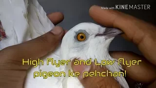 How to identify high flying and low flyer pigeons ki pehchan - Tippler pigeons breeds
