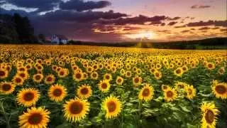 Henry Mancini - Sunflower/I Girasoli - Loss of love