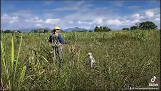 Quail Hunting in Mexico