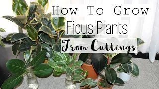 Propagate Any Ficus Tree Plant! | How to Propagate Rubber Tree Ficus Houseplants