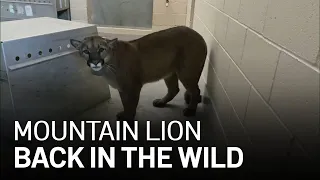 Mountain Lion Captured in San Francisco Examined, Released Back Into the Wild