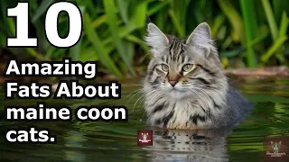 10  Amazing facts about maine core cat