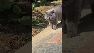 "Luna, a curious and adventurous cat, discovered a magical portal in her owner's library.