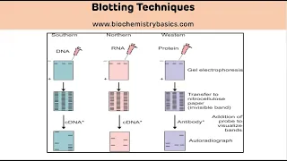 Types and Applications of Blotting Techniques || Blotting Techniques