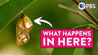 The Truth About Butterfly Metamorphosis (It's VERY WEIRD)