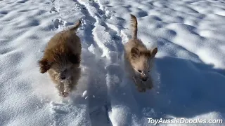 Toy AussieDoodle Puppies running through fresh snow in Slow Motion