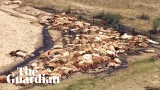 Aerial footage of dead cows after Queensland flood