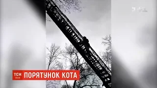 У Дніпрі рятувальникам, аби зняти кота з дерева знадобилася автодрабина