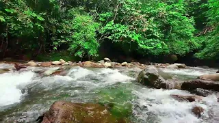 Nature Sounds Of a Forest River For Relaxation | Natural Meditation | Bird Sounds | ASMR