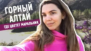 ГОРНЫЙ АЛТАЙ 2019: цветение маральника или сибирской сакуры