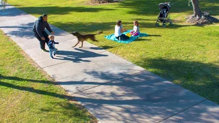 Scenario training: Dog saves child from being kidnapped in nearby park