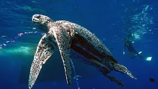 Pacific Leatherback Sea Turtles