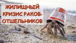 Hermit Crabs Face Housing Crisis | Homeless Hermit Crabs | Hermit Crabs Who Live In Trash