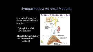 Autonomic Nervous System 2023