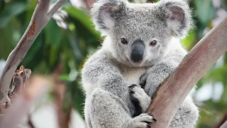 KOALA - A Cute Koala Videos And Funny Koala Bear Compilation || PETS And ANIMALS (2021)