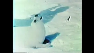 The Humane Society of United States - Seal Clubbing (1980, United States)