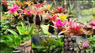 BROMELIADS PROPAGATION 🌿 (BILIS MAGPADAMI) 😮😮