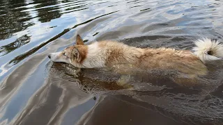 Щенок Чеза переплыла  реку