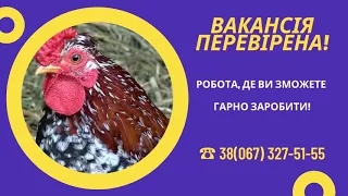 Робота у Польщі для чоловіків з ВИСОКОЮ ЗАРПЛАТОЮ! Відловлення кур!