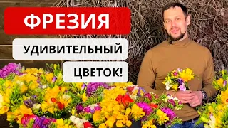 ФРЕЗИЯ ВО ФЛОРИСТИКЕ! Виды и сезон фрезии. Стойкость фрезии. Как выбрать качественную фрезию.