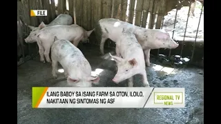 GMA Regional TV News: Ilang Baboy sa Isang Farm sa Oton, Iloilo, Nakitaan ng Sintomas ng ASF