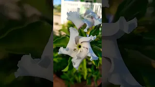 Pachypodium saundersii Flowers