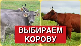 ВЫБОР КОРОВЫ 🐂🐂🐂 тонкости и нюансы ⚠️СМОТРЕТЬ ДО КОНЦА!