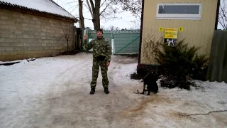 Кане-корсо. Кличка " Верна" . Возраст 6 месяцев. Начальный курс дрессировки