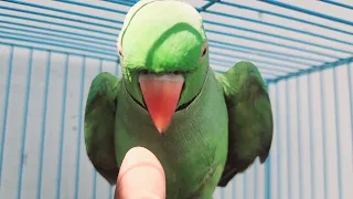 Indian ringneck Tia Pakhi 🦜🦜🦜 talking parrot