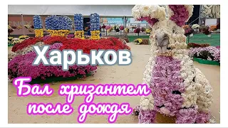 🏙️ ХАРЬКОВ ~ БАЛ ХРИЗАНТЕМ ПОСЛЕ ДОЖДЯ ~ БАРАБАШОВО ~ KHARKOV ~ CHRYSANTHEMUM BALL AFTER THE RAIN