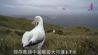 ｜行者無疆 - 紐澳漂泊信天翁 wandering albatross