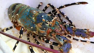 Japanese Street Food - The biggest GIANT RAINBOW LOBSTER Sashimi Japan Seafood