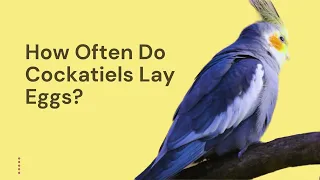 How Often Do Cockatiels Lay Eggs?