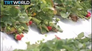 Australia Strawberry Sabotage: Jail terms increase after contamination scare