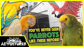 THE MOST AWESOME PARROT AVIARY YOU'VE EVER SEEN!