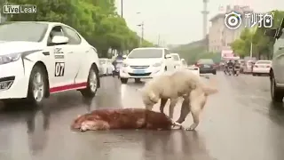 Hund trauert um seinen Freund. Dog crying for his friend