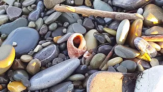 🌴ЛАЗАРЕВСКОЕ СОЧИ + МОРЕ,  СОБАЧЬЯ СВАДЬБА И РЕКА+ ПРОГУЛКА  ПО ПЛЯЖУ И УЛ .БОГРАТИОНА.