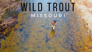 Fly Fishing for WILD Trout in Small CREEKS // Missouri Road Trip(Part 1)