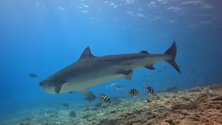 Tiger Sharks ~ Maldives