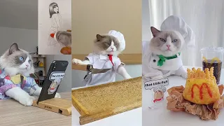 That Little Puff | Cats Make Food 😻 | Kitty God & Others | TikTok 2024 #10