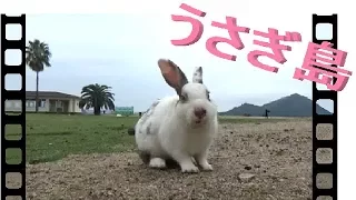 うさぎ島（大久野島） 700匹の癒し！【動物日記】Rabbit Island