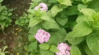 The last day of July in my garden. Последний день июля в моём саду...