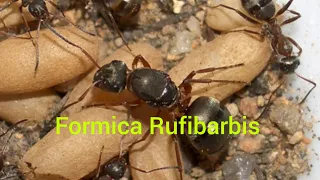 Рассказываю о содержании Formica Rufibarbis