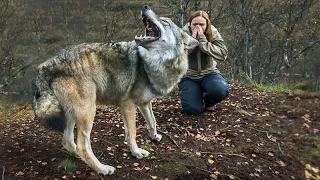 Женщина спасла эту волчицу, а через пол года волчица пыталась спасти ее от смерти