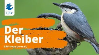 Der Kleiber (Sitta europaea) - Steckbrief mit Gesang. Vogelarten kennen lernen mit den Experten!