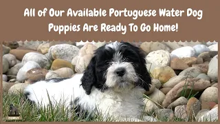 All of Our Available Portuguese Water Dog Puppies Are Ready To Go Home!